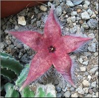 Stapelia 7 du jardin